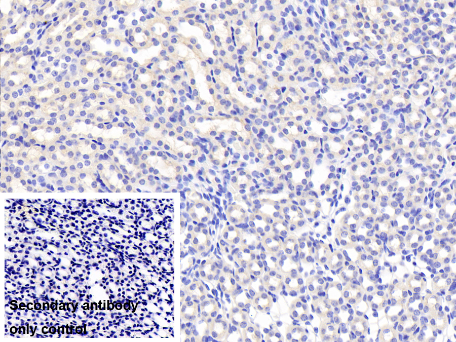 Polyclonal Antibody to Follistatin Like Protein 3 (FSTL3)