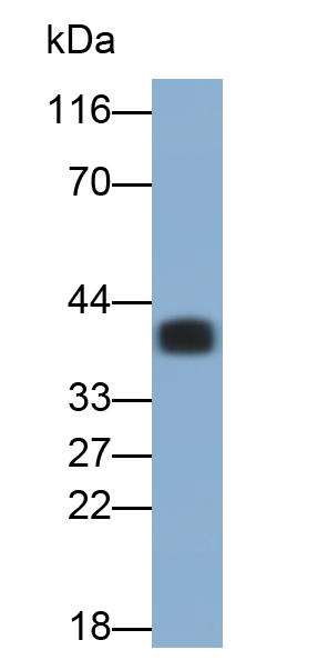 Polyclonal Antibody to Follistatin Like Protein 1 (FSTL1)