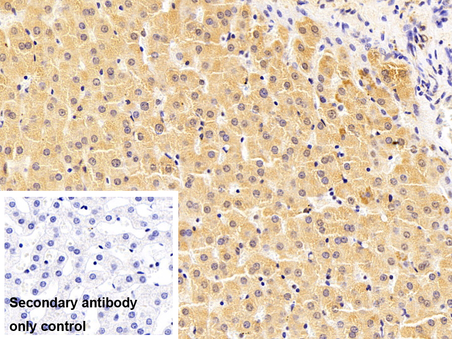 Polyclonal Antibody to Fragile X Mental Retardation 1 (FMR1)