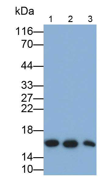 Polyclonal Antibody to Fission 1 (FIS1)