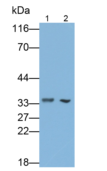 Polyclonal Antibody to Diacylglycerol-O-Acyltransferase Homolog 2 (DGAT2)