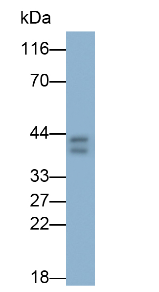 Polyclonal Antibody to D-Aspartate Oxidase (DDO)