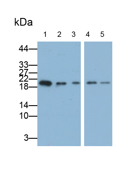 Polyclonal Antibody to DNA Damage Inducible Transcript 3 (DDIT3)