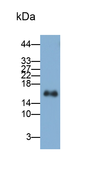 Polyclonal Antibody to Cystatin 6 (CST6)