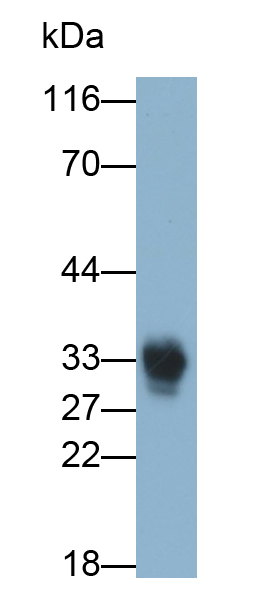 Polyclonal Antibody to Casein Beta (CSN2)