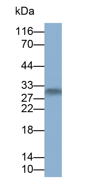 Polyclonal Antibody to Casein Alpha (CSN1)