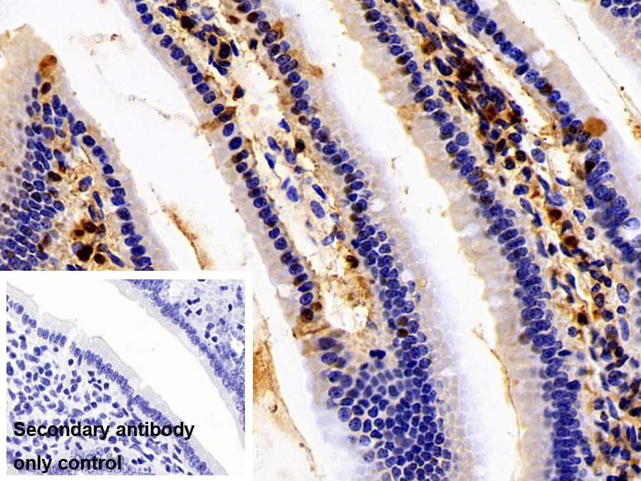 Polyclonal Antibody to Coactosin Like Protein 1 (COTL1)