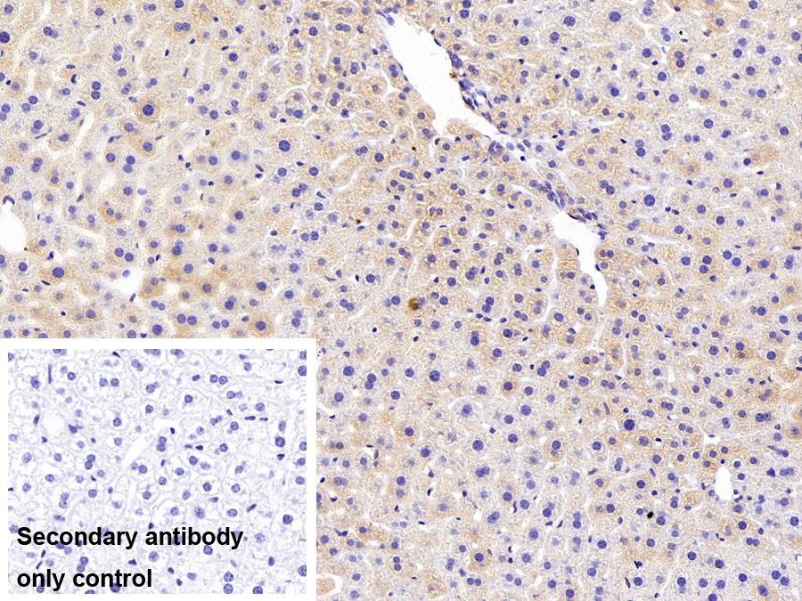 Polyclonal Antibody to Dishevelled, Dsh Homolog 1 (DVL1)