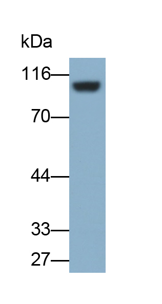 Polyclonal Antibody to Aconitase 1 (ACO1)