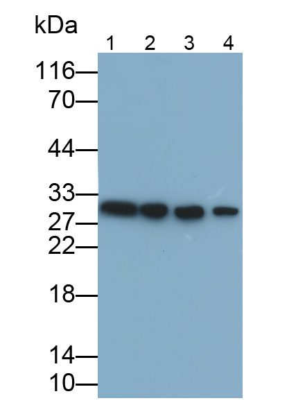 Polyclonal Antibody to Tyrosine 3/Tryptophan 5 Monooxygenase Activation Protein Zeta (YWHAz)