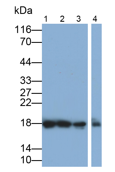 Polyclonal Antibody to Non Metastatic Cells 1, Protein NM23A Expressed In (NME1)