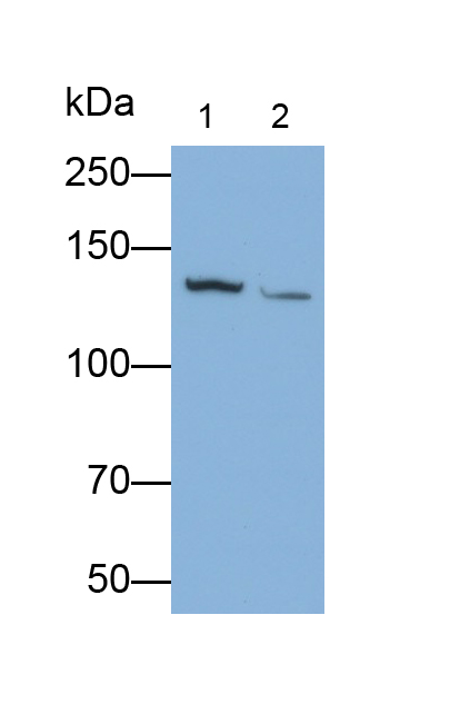 Polyclonal Antibody to Phosphoinositide-3-Kinase Catalytic Beta Polypeptide (PIK3Cb)