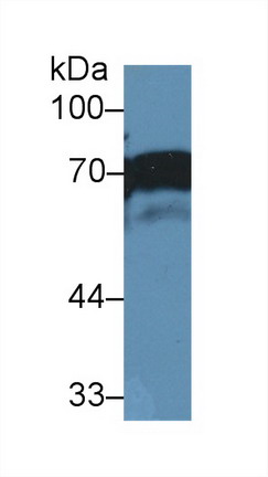 Polyclonal Antibody to Numb Homolog (NUMB)