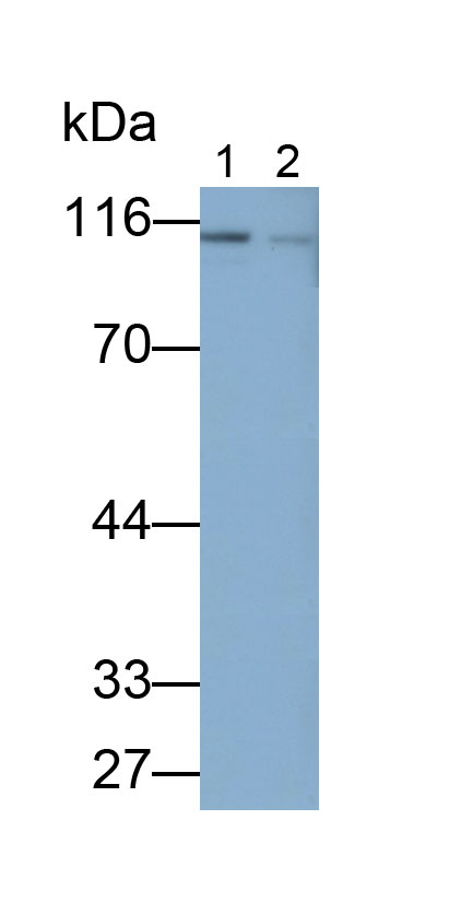 Polyclonal Antibody to SATB Homeobox Protein 1 (SATB1)