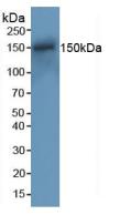 Polyclonal Antibody to DNA Repair Protein RAD50 (RAD50)