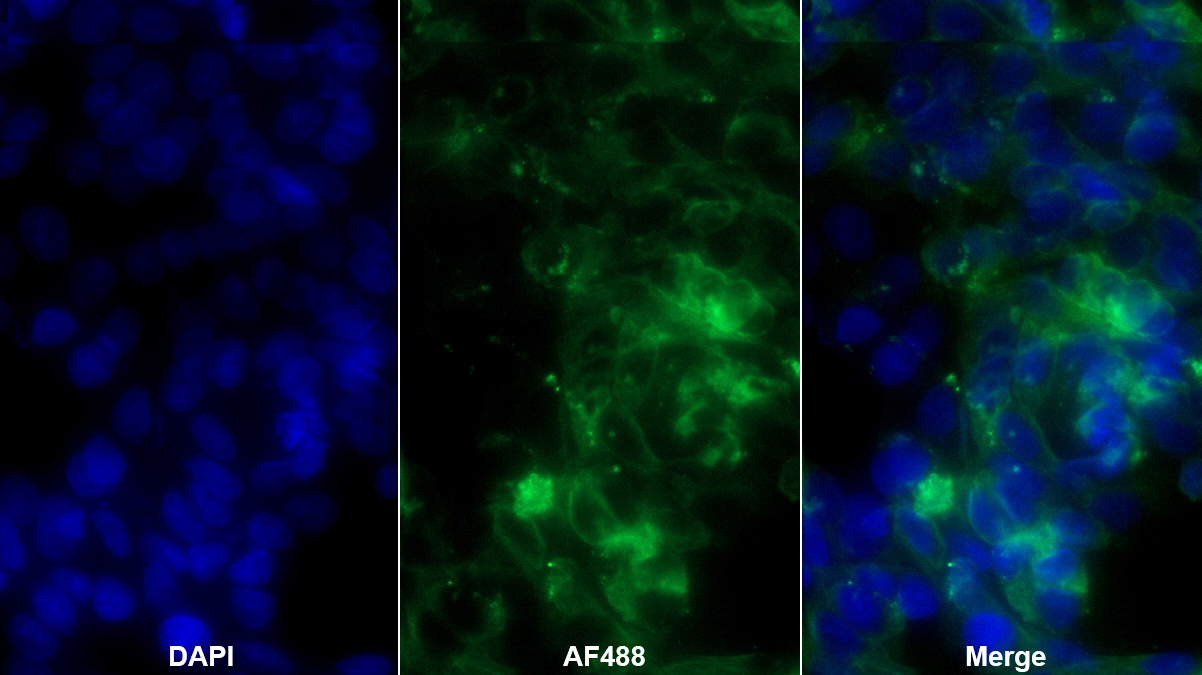 Polyclonal Antibody to NLR Family, Pyrin Domain Containing Protein 3 (NLRP3)