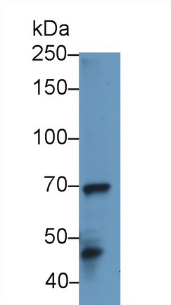 Polyclonal Antibody to Pescadillo Homolog 1 (PES1)
