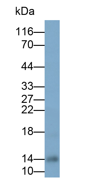 Polyclonal Antibody to Succinate Dehydrogenase Complex Subunit C (SDHC)