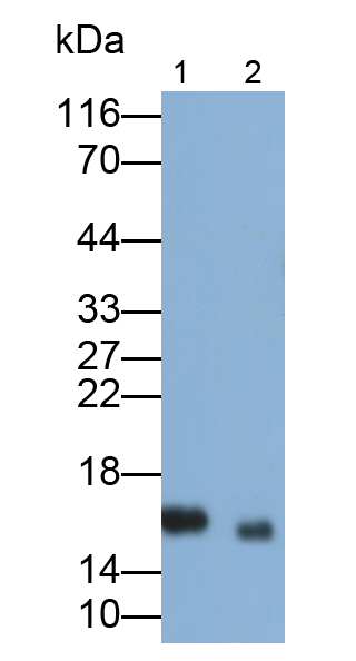 Polyclonal Antibody to Non Metastatic Cells 3, Protein NM23A Expressed In (NME3)