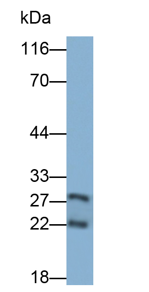 Polyclonal Antibody to Proteasome Subunit Beta Type 10 (PSMb10)