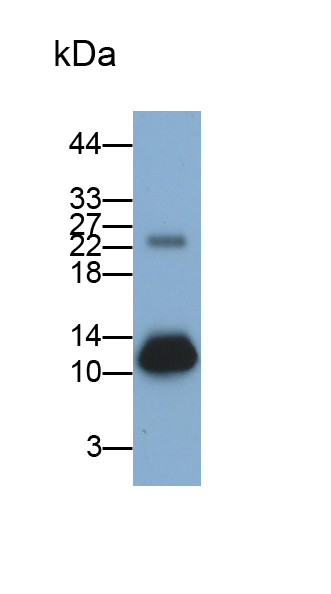 Polyclonal Antibody to Calprotectin (CALPRO)