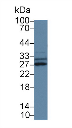 Polyclonal Antibody to Sprouty Homolog 3 (SPRY3)