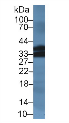 Polyclonal Antibody to Sprouty Homolog 2 (SPRY2)