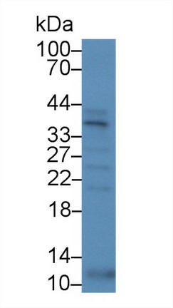 Polyclonal Antibody to Sprouty Homolog 1 (SPRY1)