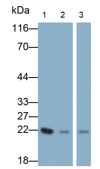 Polyclonal Antibody to Parkinson Disease Protein 7 (PARK7)