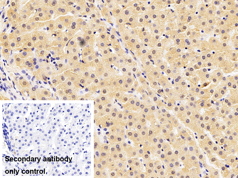 Polyclonal Antibody to Parkinson Disease Protein 7 (PARK7)