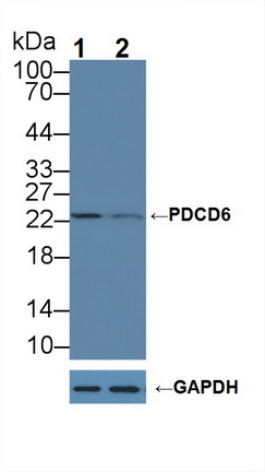 Polyclonal Antibody to Programmed Cell Death Protein 6 (PDCD6)