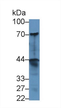 Polyclonal Antibody to Delta/Notch Like EGF Repeat Containing Protein (dNER)