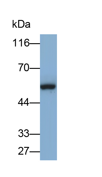 Polyclonal Antibody to Checkpoint Kinase 1 (CHEK1)