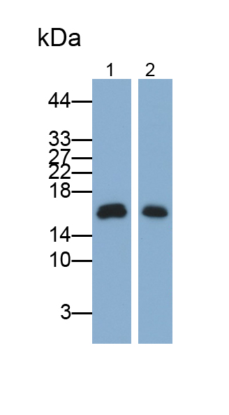 Polyclonal Antibody to Eukaryotic Translation Initiation Factor 4E Binding Protein 1 (EIF4EBP1)