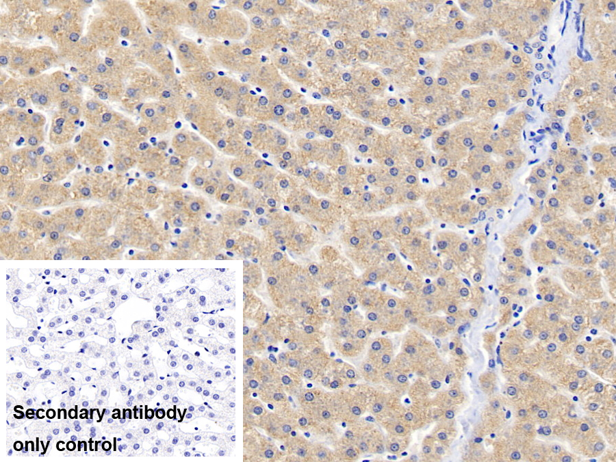 Polyclonal Antibody to Glial Cell Line Derived Neurotrophic Factor Receptor Alpha 1 (GFRa1)