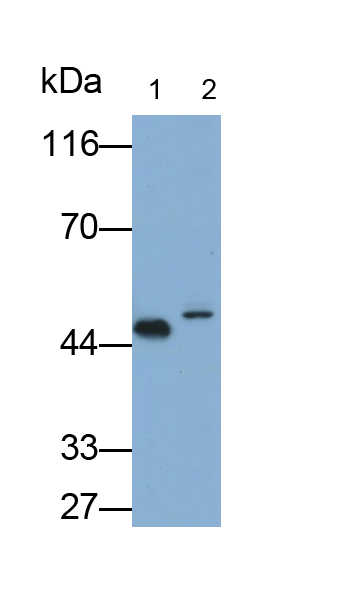 Polyclonal Antibody to High Temperature Requirement Factor A1 (HTRA1)