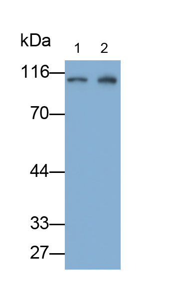 Polyclonal Antibody to Inositol Polyphosphate-4-Phosphatase Type I 107kDa (INPP4A)