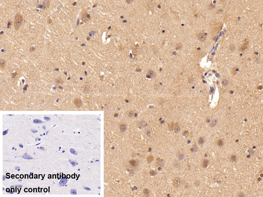 Polyclonal Antibody to Ubiquitin Cross Reactive Protein (UCRP)