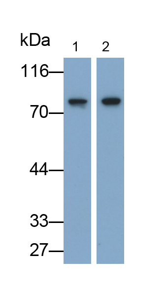 Polyclonal Antibody to Myxovirus Resistance 1 (MX1)