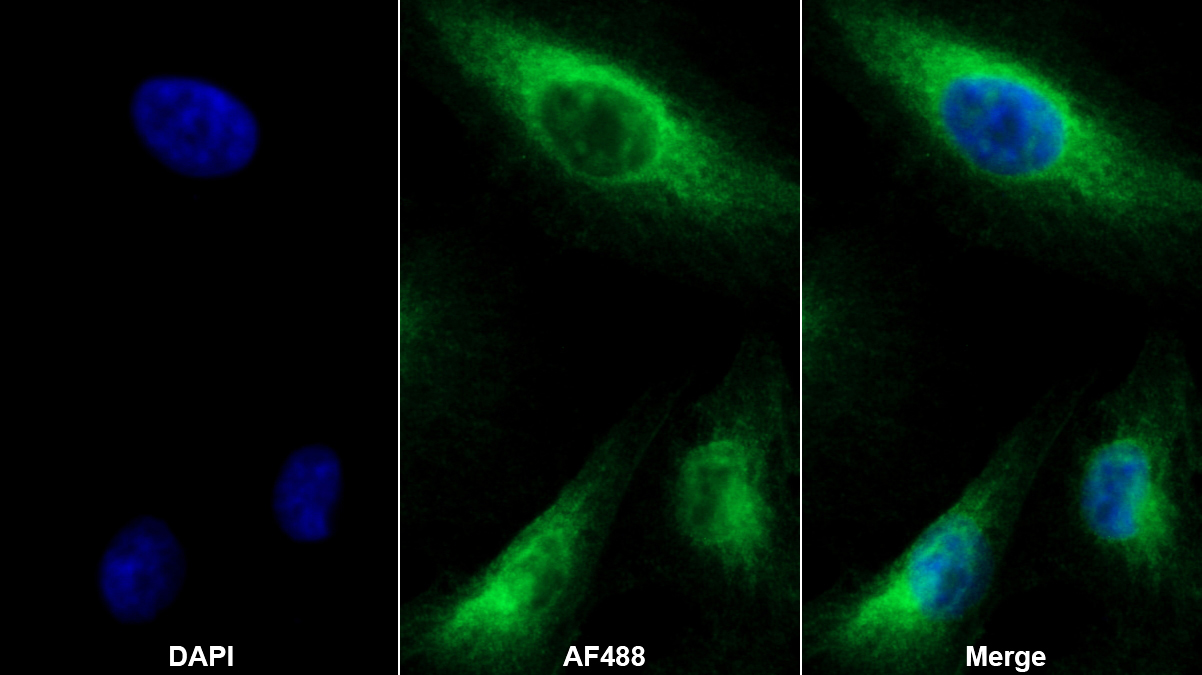 Polyclonal Antibody to Myxovirus Resistance 1 (MX1)