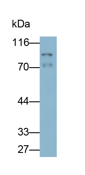 Polyclonal Antibody to Myxovirus Resistance 1 (MX1)