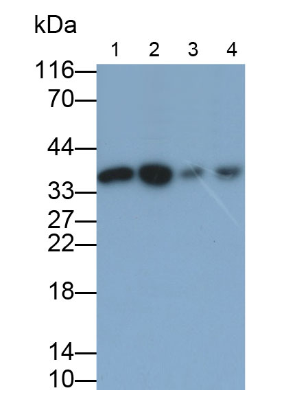 Polyclonal Antibody to Otubain 1 (OTUB1)