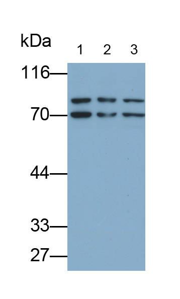 Polyclonal Antibody to Nuclear Factor, Erythroid Derived 2 Like Protein 2 (NFE2L2)