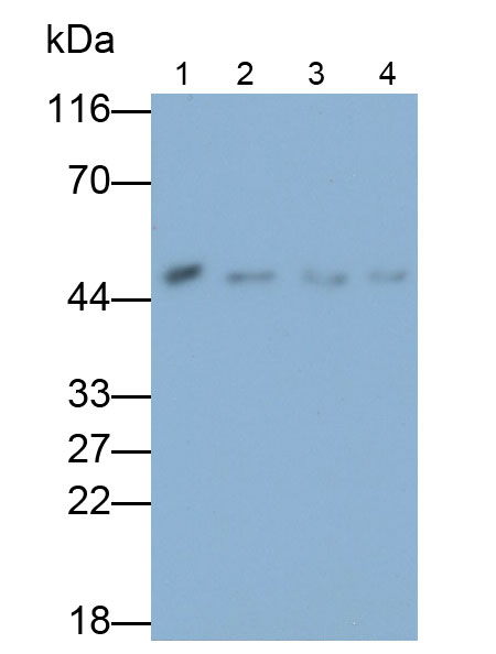 Polyclonal Antibody to Proliferation Associated Protein 2G4 (PA2G4)