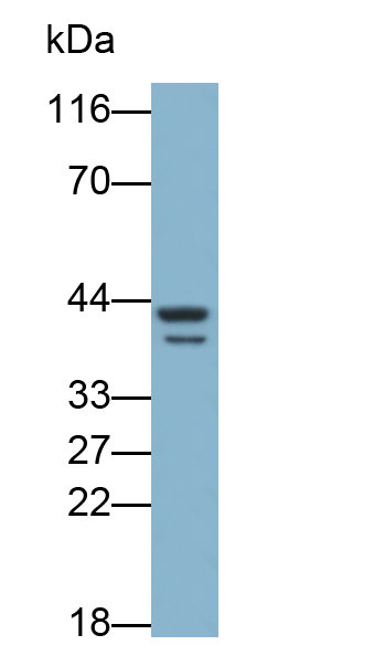 Polyclonal Antibody to REV1 Homolog (REV1)