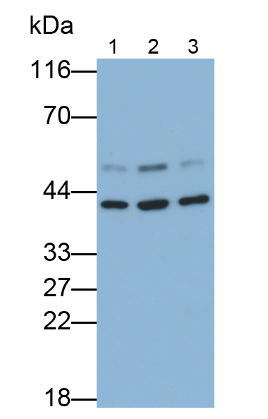 Polyclonal Antibody to TEA Domain Family, Member 1 (TEAD1)