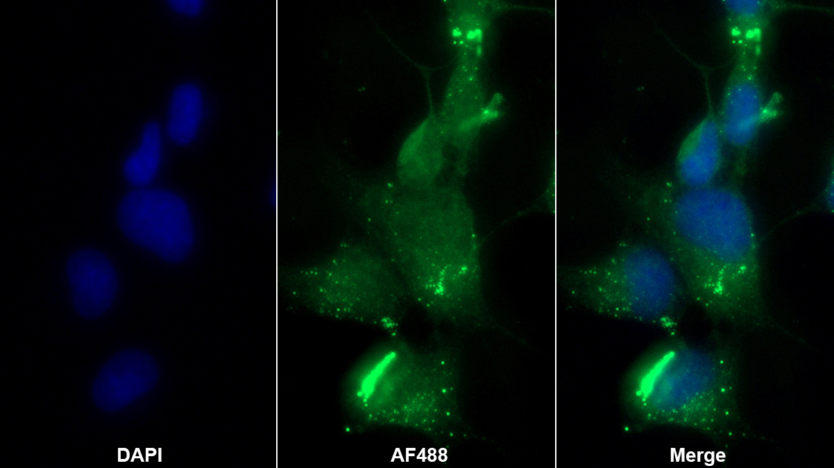 Polyclonal Antibody to Gremlin 2 (GREM2)