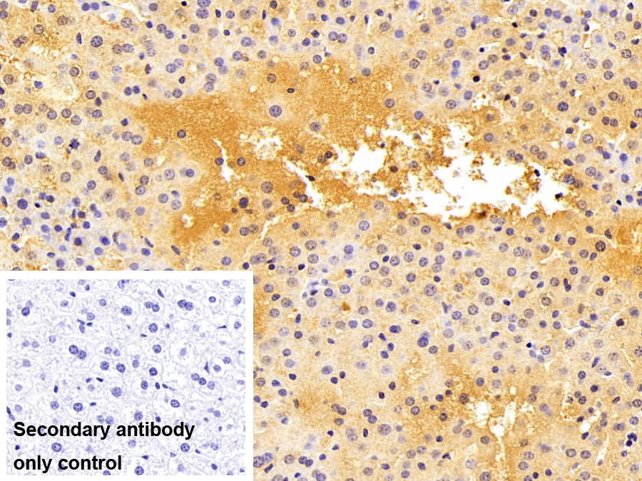 Polyclonal Antibody to GRB2 Associated Binding Protein 3 (GAB3)