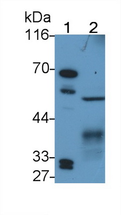 Polyclonal Antibody to Autophagy Related Protein 16 Like Protein 1 (ATG16L1)