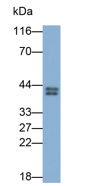 Polyclonal Antibody to Wingless Type MMTV Integration Site Family, Member 16 (WNT16)